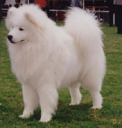 dog_6