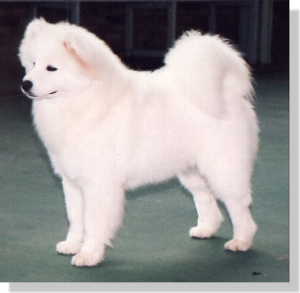 dog_6old